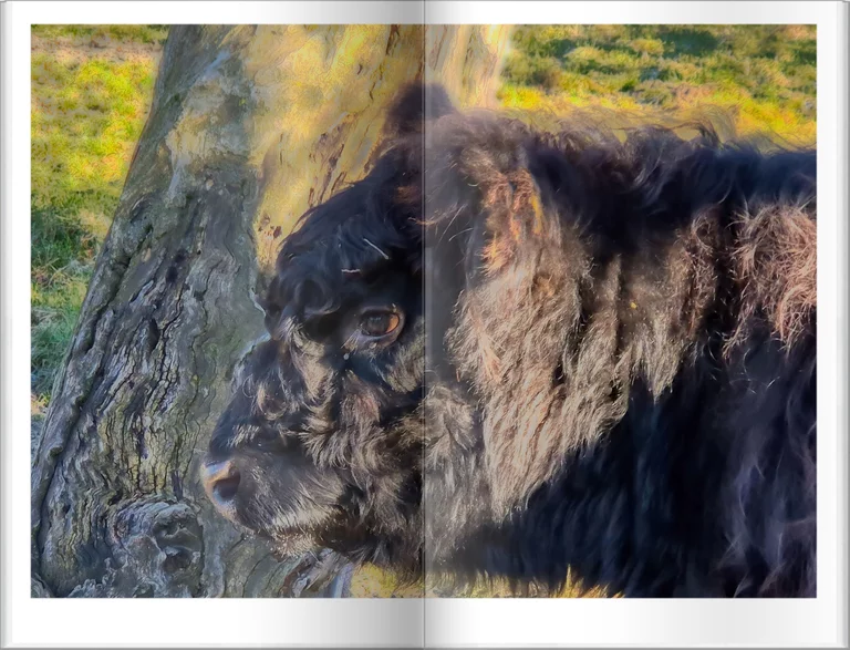 Tiere Flipbook